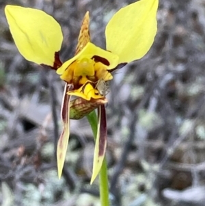 Diuris sulphurea at Burra, NSW - suppressed