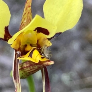 Diuris sulphurea at Burra, NSW - suppressed