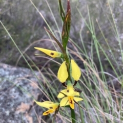 Diuris sulphurea at Burra, NSW - suppressed