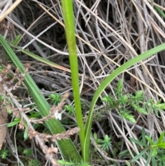 Diuris sulphurea at Burra, NSW - suppressed