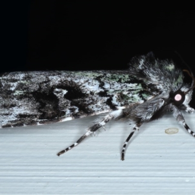 Prometopus inassueta (Green-tinged Moth) at Ainslie, ACT - 15 Oct 2020 by jbromilow50