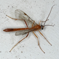 Netelia sp. (genus) (An Ichneumon wasp) at Lilli Pilli, NSW - 6 Oct 2020 by jb2602