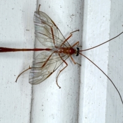 Enicospilus insularis (An Ophionine Wasp) at Lilli Pilli, NSW - 6 Oct 2020 by jb2602