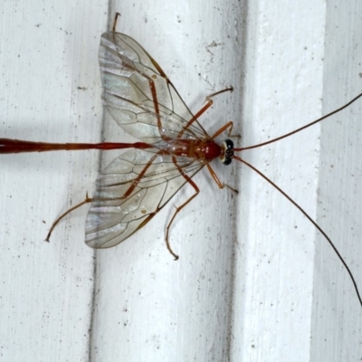 Enicospilus insularis (An Ophionine Wasp) at Lilli Pilli, NSW - 6 Oct 2020 by jb2602