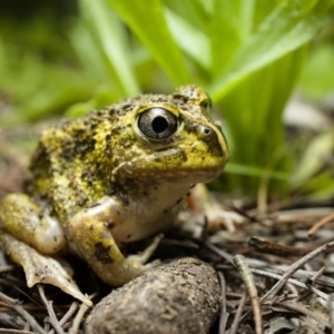 Neobatrachus sudellae at Fisher, ACT - 12 Oct 2020