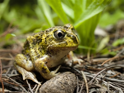 Neobatrachus sudellae (Sudell's Frog or Common Spadefoot) at Fisher, ACT - 12 Oct 2020 by kdm