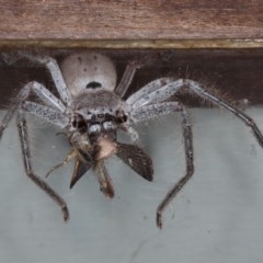 Isopeda (genus) (Huntsman Spider) at Lilli Pilli, NSW - 6 Oct 2020 by jb2602