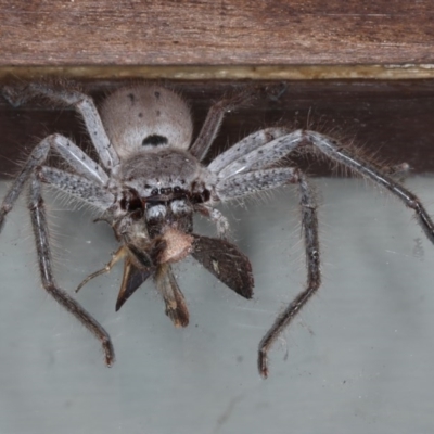 Isopeda sp. (genus) (Huntsman Spider) at Lilli Pilli, NSW - 5 Oct 2020 by jbromilow50