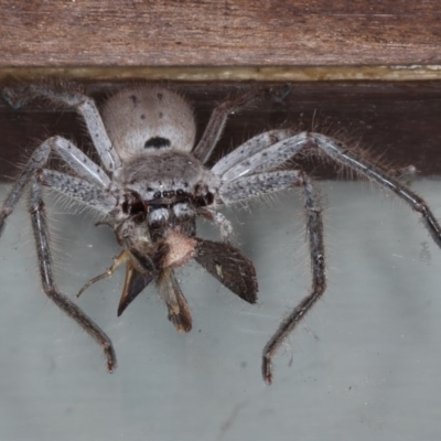 Isopeda sp. (genus) (Huntsman Spider) at Lilli Pilli, NSW - 6 Oct 2020 by jb2602