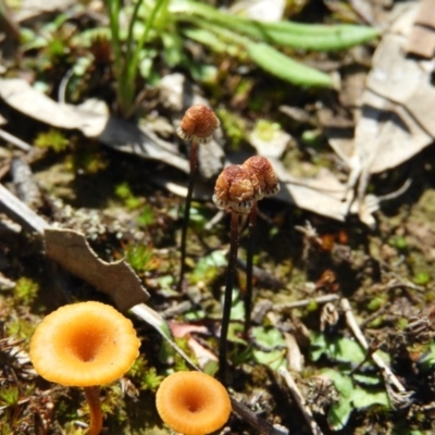 Asterella drummondii (A thallose liverwort) at Watson, ACT - 10 Oct 2020 by MatthewFrawley