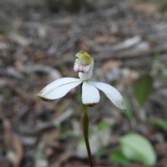 Caladenia moschata (Musky Caps) at Molonglo Valley, ACT - 10 Oct 2020 by MatthewFrawley