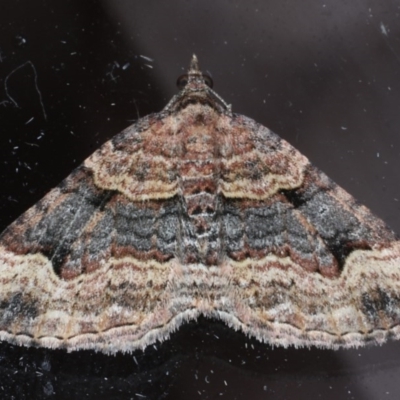 Epyaxa subidaria (Subidaria Moth) at Lilli Pilli, NSW - 6 Oct 2020 by jbromilow50