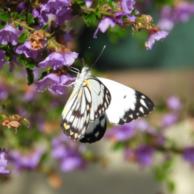 Belenois java (Caper White) at Kambah, ACT - 16 Oct 2020 by MatthewFrawley