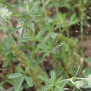 Trifolium arvense var. arvense at Hughes, ACT - 15 Oct 2020 02:16 PM