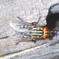 Sarcophagidae sp. (family) (Unidentified flesh fly) at Watson, ACT - 12 Oct 2020 by Harrisi