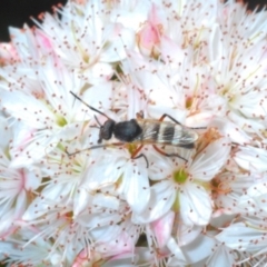 Pipinnipons fascipennis (Stiletto Fly) at Cavan, NSW - 11 Oct 2020 by Harrisi