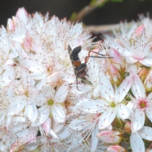 Pipinnipons fascipennis at Cavan, NSW - 11 Oct 2020