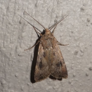 Persectania (genus) at Kambah, ACT - 12 Oct 2020 09:00 PM