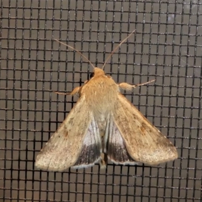 Helicoverpa punctigera (Native Budworm) at Kambah, ACT - 12 Oct 2020 by HarveyPerkins