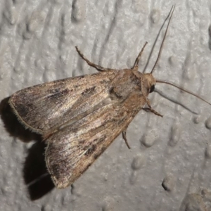 Agrotis (genus) at Kambah, ACT - 12 Oct 2020 09:08 PM