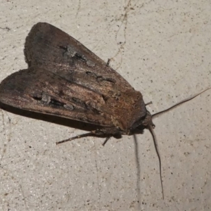 Agrotis infusa at Kambah, ACT - 12 Oct 2020 09:09 PM