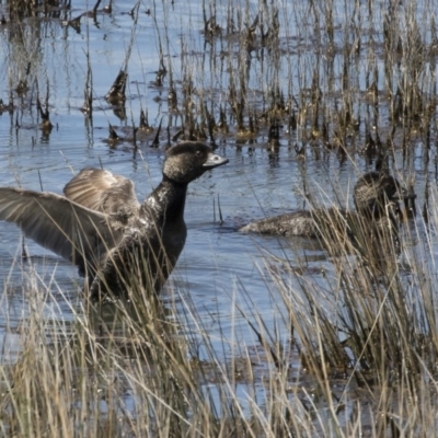 Biziura lobata (Musk Duck) at Michelago, NSW - 10 Oct 2020 by Illilanga