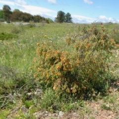 Mirbelia oxylobioides (Mountain Mirbelia) at Rugosa - 15 Oct 2020 by SenexRugosus