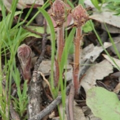 Orobanche minor at Hughes, ACT - 15 Oct 2020 02:34 PM