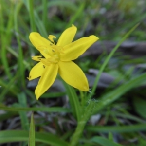 Hypoxis hygrometrica var. hygrometrica at Yass River, NSW - 16 Oct 2020