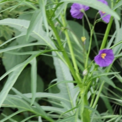 Solanum linearifolium/aviculare (Kangaroo Apple) at Hughes, ACT - 15 Oct 2020 by kieranh