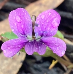 Viola betonicifolia (Mountain Violet) at Urila, NSW - 16 Oct 2020 by Safarigirl