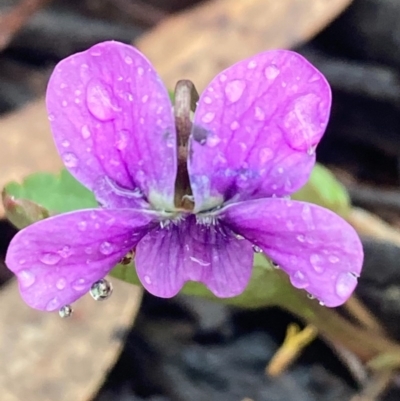 Viola betonicifolia (Mountain Violet) at Urila, NSW - 15 Oct 2020 by Safarigirl