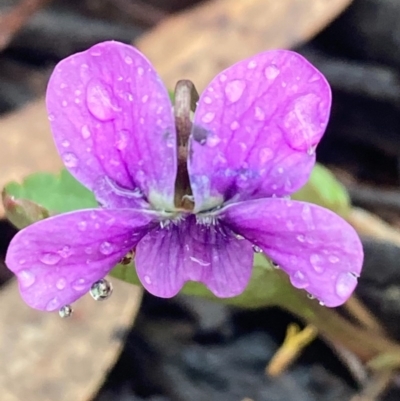 Viola betonicifolia (Mountain Violet) at Urila, NSW - 16 Oct 2020 by Safarigirl