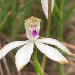 Caladenia moschata at Burra, NSW - suppressed