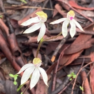 Caladenia moschata at Burra, NSW - suppressed