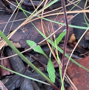 Caladenia moschata at Burra, NSW - suppressed