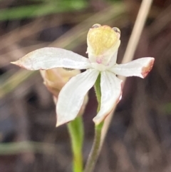 Caladenia moschata at Burra, NSW - suppressed