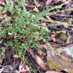 Bossiaea buxifolia at Burra, NSW - 16 Oct 2020