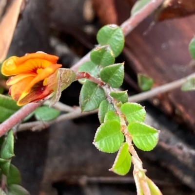 Bossiaea buxifolia (Matted Bossiaea) at Burra, NSW - 15 Oct 2020 by Safarigirl