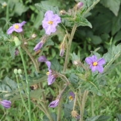 Solanum cinereum (Narrawa Burr) at Hughes, ACT - 15 Oct 2020 by kieranh