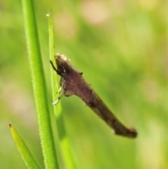 Zelleria cynetica (Rectangular Ermine Moth) at Cook, ACT - 15 Oct 2020 by CathB