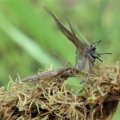 Nabis sp. (genus) at Holt, ACT - 15 Oct 2020