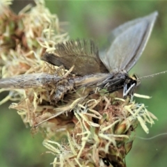 Nabis sp. (genus) at Holt, ACT - 15 Oct 2020