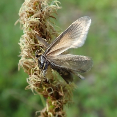 Philobota undescribed species near arabella (A concealer moth) at Mount Painter - 15 Oct 2020 by CathB
