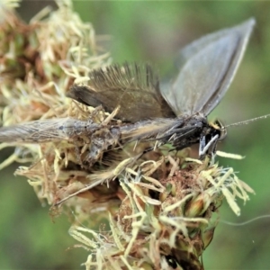 Philobota undescribed species near arabella at Holt, ACT - 15 Oct 2020