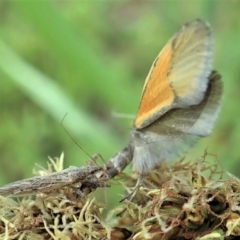 Philobota undescribed species near arabella at Holt, ACT - 15 Oct 2020