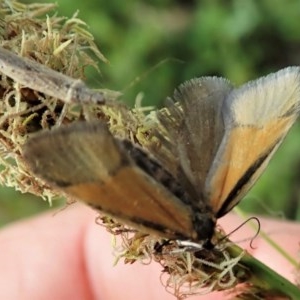 Philobota undescribed species near arabella at Holt, ACT - 15 Oct 2020