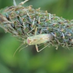 Miridae (family) (Unidentified plant bug) at Mount Painter - 11 Oct 2020 by CathB