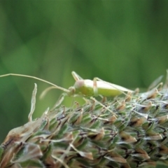 Miridae (family) at Cook, ACT - 11 Oct 2020