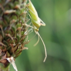 Miridae (family) at Cook, ACT - 11 Oct 2020